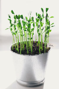 Close-up of potted plant in pot