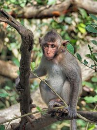 Monkey sitting on branch in forest