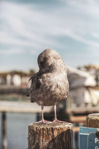 Close-up of bird perching on wooden post