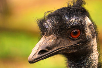 Close-up of a bird looking away