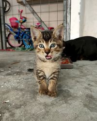 Portrait of cat sitting on floor