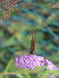 Closeup of a butterfly on a pink flower 