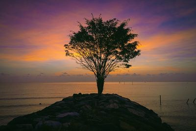 Tree by sea against sky during sunset