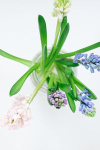 Close-up of flowering plant against white background