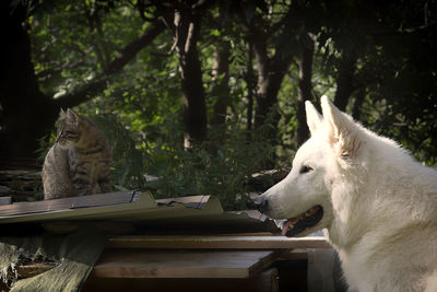 Close-up of dog by cat sitting on roof against trees