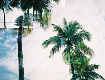 Low angle view of palm tree against sky