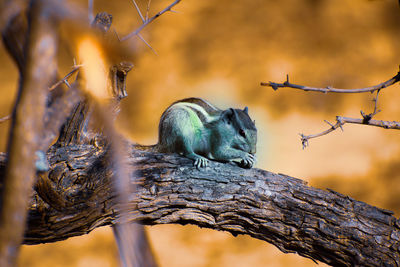 Close-up of birds on tree trunk