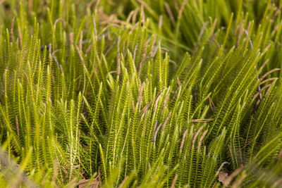 Full frame shot of fresh green plants