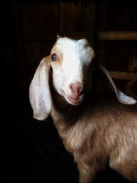 domestic animals