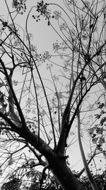 Low angle view of silhouette bare tree against sky