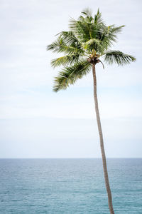 Palm tree by sea against sky