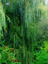 Full frame shot of trees