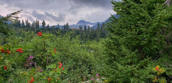 Scenic view of flowering plants and trees against sky