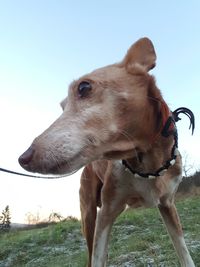 Close-up of dog on field against clear sky