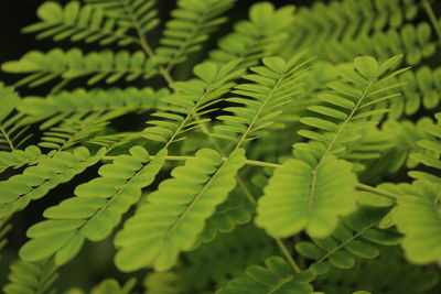 Close-up of fern leaves