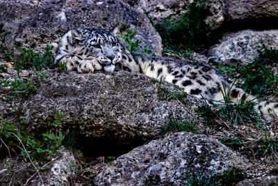 Portrait of cat relaxing on rock