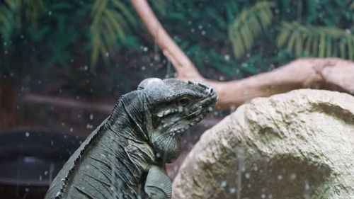 Close-up of lizard on water