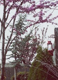 Low angle view of flowers