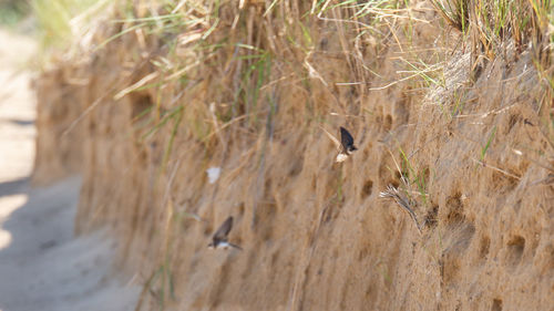 Bird flying in a sunlight