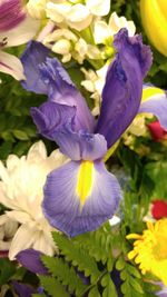 Close-up of purple flowers blooming outdoors