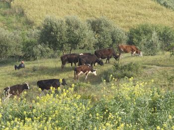 Horses grazing on grassy field