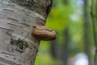 Close-up of lizard on tree trunk