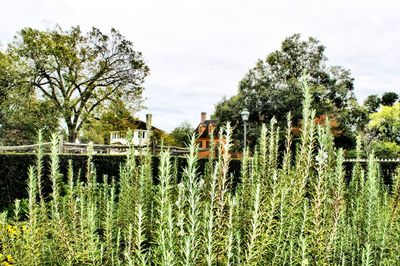 Trees growing in pond