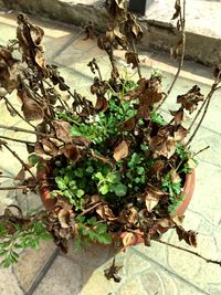 Plants growing in sunlight