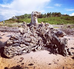 Tree stump on field against sky