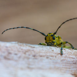 Close-up of insect on wall