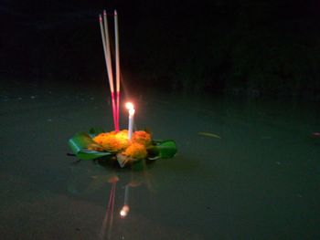 Close-up of lit candles on plant at night