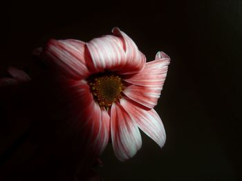 Close-up of hibiscus against black background