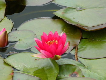 Close-up of lotus water lily in pond