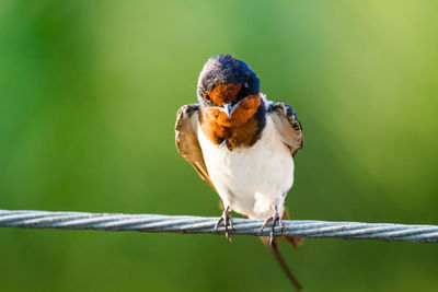 Close-up of bird perching on railing