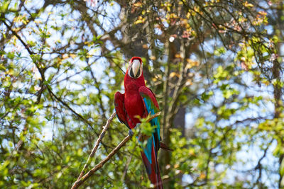 Low angle view of parrot perching on tree