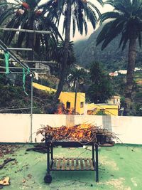 Chairs and palm trees at beach
