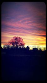 Silhouette of trees at sunset