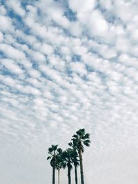 Low angle view of tree against sky