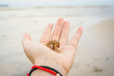Midsection of person holding crab on beach