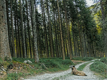 View of dog in forest