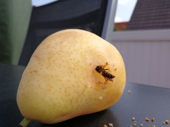 Close-up of insect on table