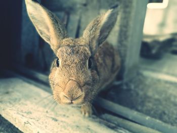 Close-up portrait of rabbit