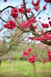 Low angle view of pink flowers on tree