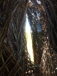 Low angle view of trees