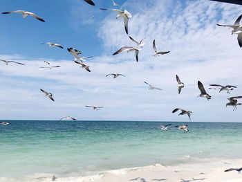 Seagulls flying over sea against sky