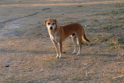 Dog standing on field