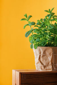 Close-up of potted plant against yellow wall