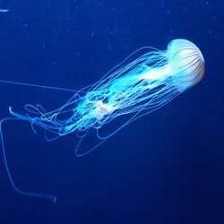 Close-up of jellyfish swimming in sea