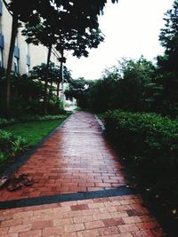 Walkway amidst trees against sky