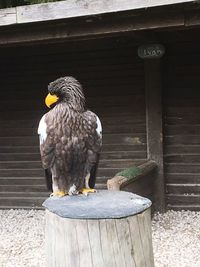 Close-up of owl perching on wood